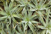 Thumbnail image of Aloe Vera