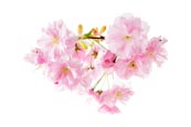 Thumbnail image of Cherry Blossom