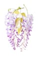 Wisteria (Wisteria)