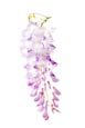 Wisteria (Wisteria)