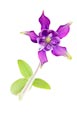 European Columbine (Aquilegia Vulgaris)