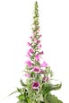 Thumbnail image of Foxglove (Digitalis purpurea)