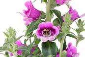 Foxglove (Digitalis Purpurea)