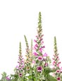 Thumbnail image of Foxgloves (Digitalis purpurea)