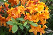 Thumbnail image of Orange azalea (Rhododendron austrinum)