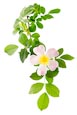 Thumbnail image of Dog Rose (Rosa canina)
