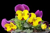 Thumbnail image of Viola cornuta