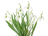 Thumbnail image of Galanthus nivalis (Common snowdrop)