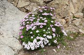 Thumbnail image of African Daisies