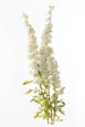 Thumbnail image of Spiraea Arguta – bridal wreath flower