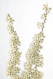 Thumbnail image of Spiraea Arguta – bridal wreath flower