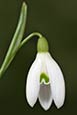 Snowdrop