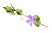 Periwinkle - Vinca Minor Flowers