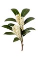 Prunus Laurocerasus Otto Luyken