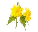 Thumbnail image of Kerria japonica 