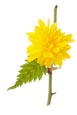 Kerria Japonica 