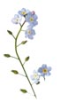 Forget Me Not Flowers