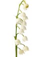 Lily Of The Valley Flowers