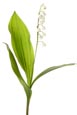 Thumbnail image of Lily of the Valley flowers