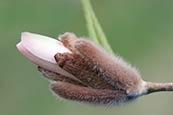 Star Magnolia (Magnolia Stellata 