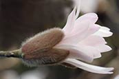Star Magnolia (Magnolia Stellata 