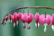 Thumbnail image of Bleeding Hearts (Dicentra spectabilis)