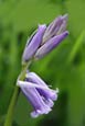 Thumbnail image of Bluebells (Scilla non - scripta) III