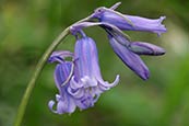 Thumbnail image of Bluebells (Scilla non - scripta) IV