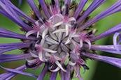 Cornflower