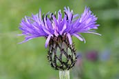 Cornflower