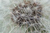 Dandelion (Taraxacum Officinale)