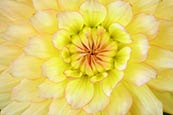 Dahlia Maxi Dalina