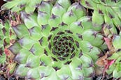 Thumbnail image of Sempervivum Black Top