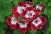 Thumbnail image of Pelargonium - Tip Top