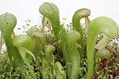 Darlingtonia Californica