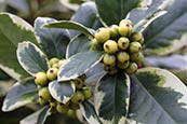 Thumbnail image of Ilex aquifolium Golden van Tol