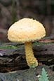 Thumbnail image of Shaggy Pholiota (Pholiota squarrosa)
