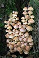 Thumbnail image of Sulphur Tuft (Hypholoma Fasciculare)