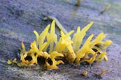 Thumbnail image of Calocera Cornea