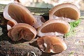 Thumbnail image of Jews Ear (Auricularia auricula-judae)