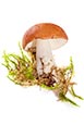 Thumbnail image of Russula Emetica 