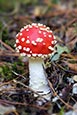 Thumbnail image of Fly Agaric - Amanita Muscaria