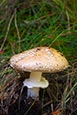 Thumbnail image of Amanita Gemmata