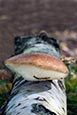 Thumbnail image of Birch Polypore (Piptoporus Betulinus)