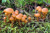 Thumbnail image of Hypholoma capnoides