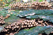 Thumbnail image of Fairy Inkcap - coprinus disseminatus 