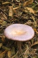 Thumbnail image of (Wood Blewit) Lepista nuda