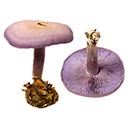 Thumbnail image of Wood Blewit (Lepista nuda)