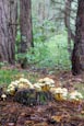 Thumbnail image of Honey fungus