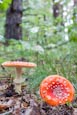 Thumbnail image of Fly Agaric - Amanita Muscaria